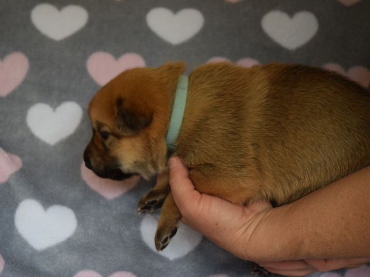 chinook puppy